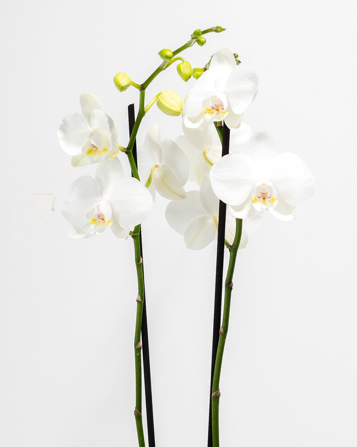 White Moth Orchid