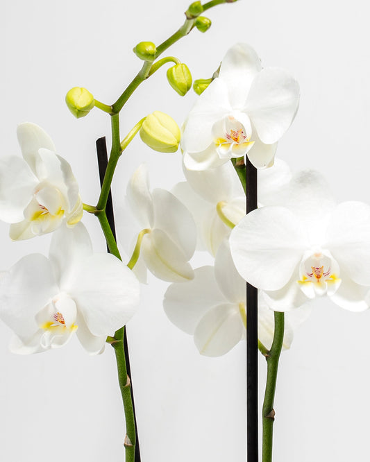 White Moth Orchid