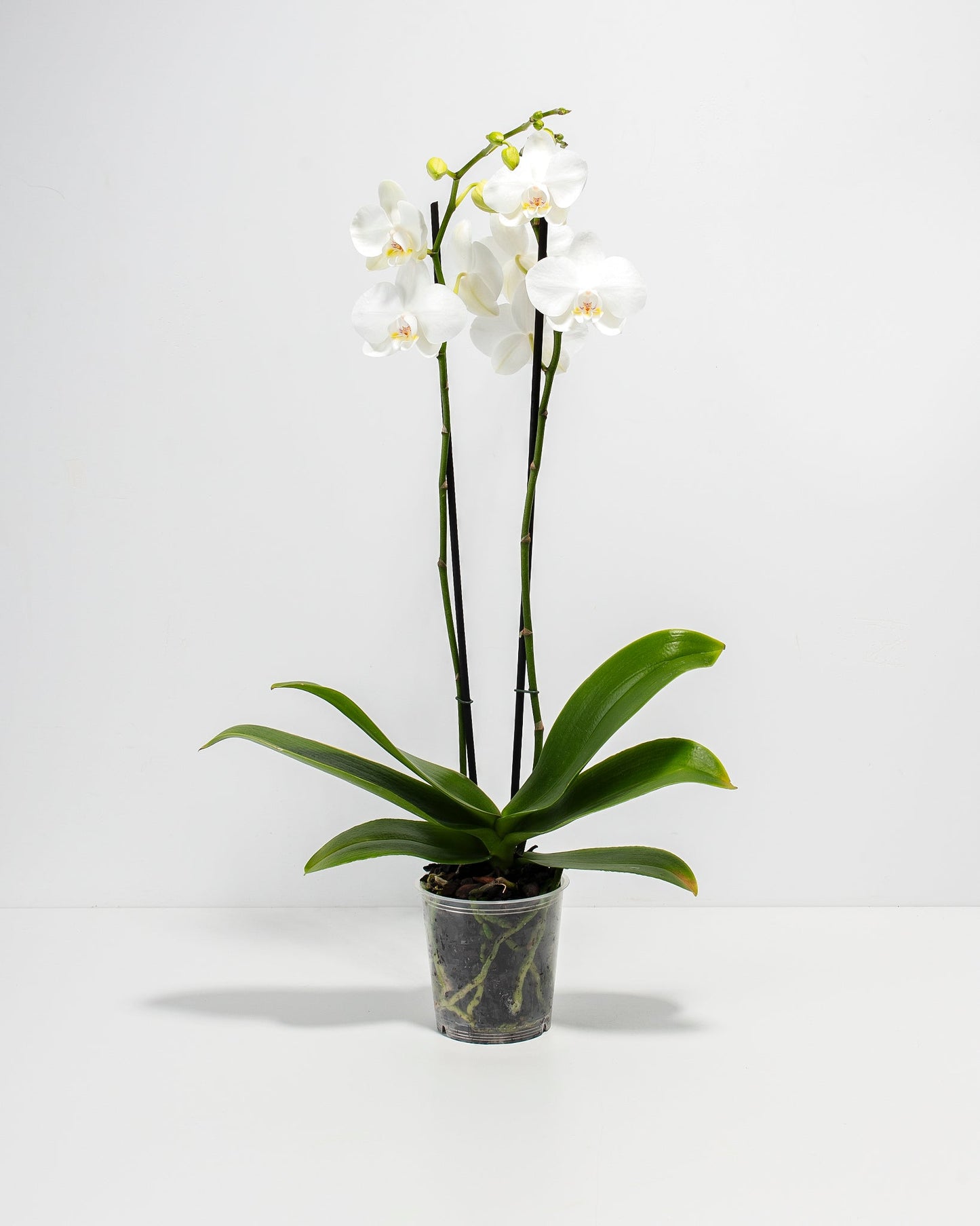 White Moth Orchid